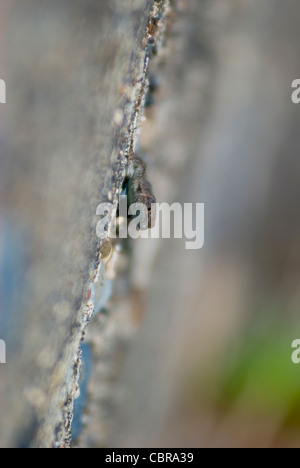 Tiny lizard trovati ovunque sull'isola di Madera e delle isole Canarie Foto Stock