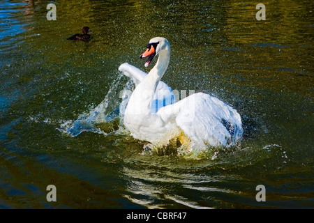 Cigno schizzi Foto Stock