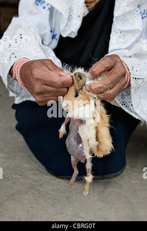 Sciamano lady Scuoiando un dead cavia dopo un tradizionale sessione di guarigione in un villaggio vicino a Otavalo, Ecuador. Foto Stock