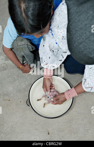 Sciamano lady Scuoiando un dead cavia dopo un tradizionale sessione di guarigione in un villaggio vicino a Otavalo, Ecuador. Foto Stock