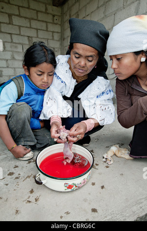 Sciamano lady Scuoiando un dead cavia dopo un tradizionale sessione di guarigione in un villaggio vicino a Otavalo, Ecuador. Foto Stock