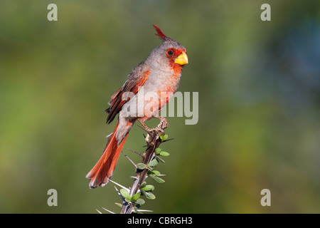 Pyrrhuloxia Cardinalis sinuatus Tucson Pima County, Arizona, Stati Uniti 3 giugno maschio adulto Cardinalidae Foto Stock