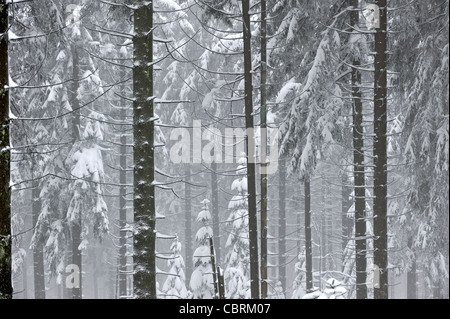 Pino tronchi e rami coperti di neve nella foresta in inverno, Hautes Fagnes / Hautes Fagnes, Belgio Foto Stock