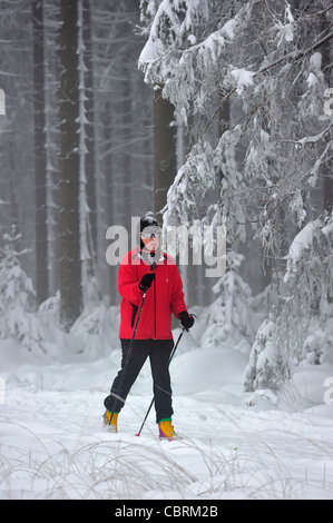 Nordic sci di fondo / langlauf in inverno nella neve a riserva naturale Hautes Fagnes / Hautes Fagnes, Belgio Foto Stock