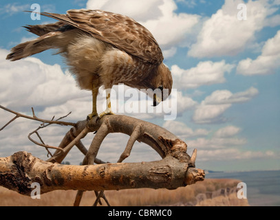 Ampia-winged hawk arroccato e pronto per la caccia. Foto Stock