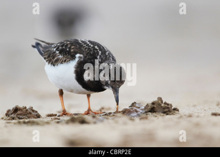 Turnstone, Arenaria interpres nel piumaggio invernale sul litorale, Lincolnshire, Regno Unito. Foto Stock