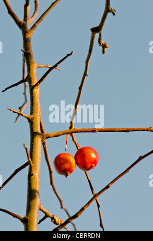 Coppia di mele rosse appese su apple ramo dell'albero. Poveri frutti maturi in autunno. Foto Stock