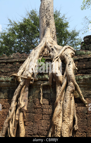 Albero che cresce su antiche Angkor Wat rovine Foto Stock