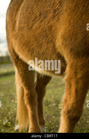 Dettaglio del cavallo islandese. Foto Stock