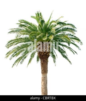 Palm tree Foto Stock