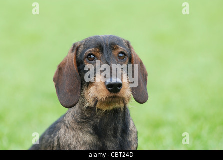 Filo-dai capelli del cane bassotto ritratto in giardino Foto Stock