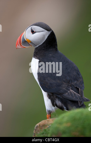 Atlantic puffini, Papageitaucher, Fratercula arctica, Foula, Shetland Scozia Scotland Foto Stock