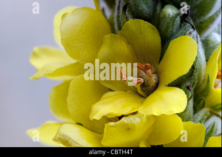 Grande mullein Molène thapsus fiore giallo macro Foto Stock