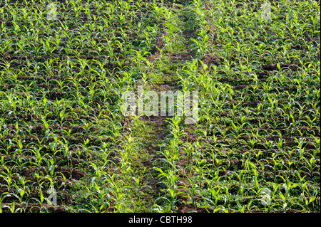 I giovani di granoturco / piante di mais in un campo indiano. Andhra Pradesh, India Foto Stock