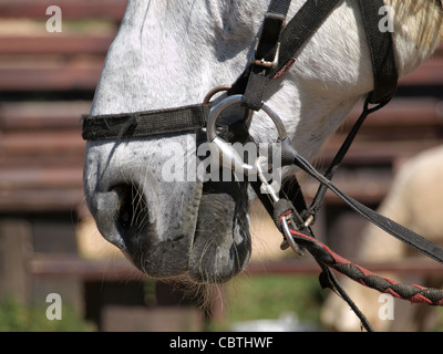 Primo piano di un cavallo bianco la bocca con la briglia e bit Foto Stock