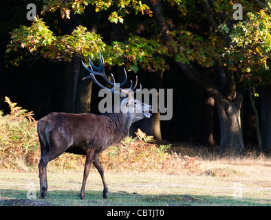 Red Deer cervo maschio durante la stagione di solchi, il Parco di Richmond, Surrey, Regno Unito Foto Stock