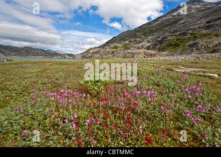 Paesaggio. Nei pressi del lago del cratere. Chilkoot Trail. British Columbia. Canada Foto Stock