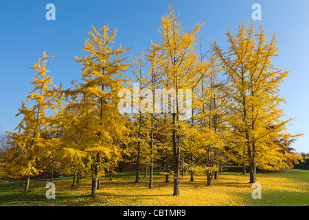 Gruppo di Ginkgo con colorate foglie di giallo in una soleggiata atmosfera autunno vicino Lac Leman Foto Stock