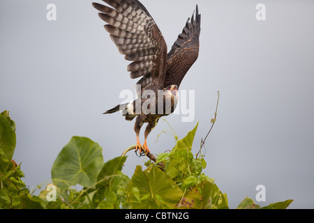 Kite di lumaca giovanile, Rostramus sociabilis, al lago di Gatun, parco nazionale di Soberania, provincia di Colon, Repubblica di Panama, America Centrale. Foto Stock