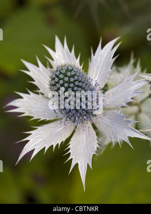 Eryngium Giganteum Miss Philpott del fantasma Foto Stock