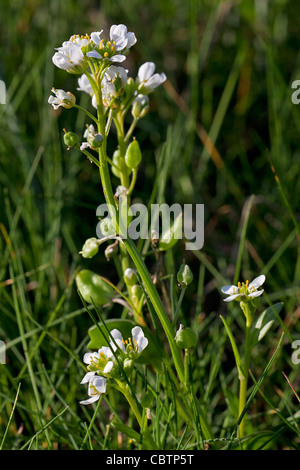 Inglese lo scorbuto-erba / a lungo lasciato lo scorbuto erba (Cochlearia officinalis subsp. anglica / Cochlearia anglica), il Wadden Sea Germania Foto Stock