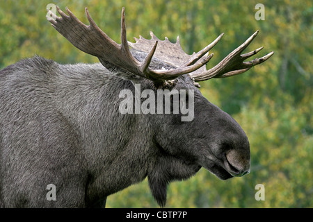Moose / Eurasian elk (Alces alces) close-up nella taiga in autunno, Värmland, Svezia Foto Stock