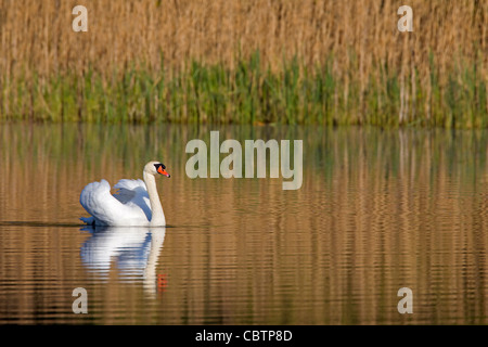 Cigno (Cygnus olor) nuoto sul lago lungo reedbed, Germania Foto Stock