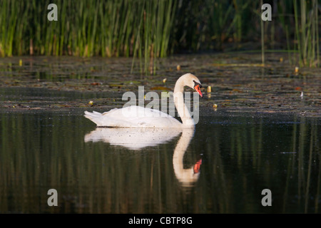 La riflessione del Cigno (Cygnus olor) nuoto sul lago, Germania Foto Stock