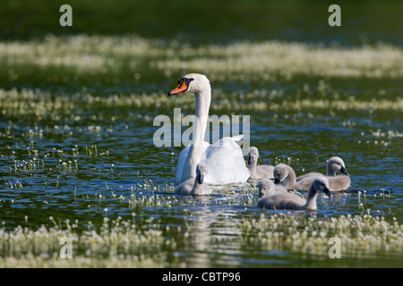 Cigno (Cygnus olor) nuoto sul lago con cygnets, Germania Foto Stock