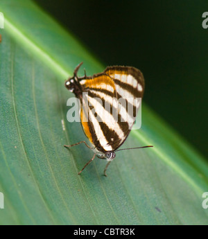 Mosaico di Zebra Butterfly (Colobura dirce), Costa Rica Foto Stock