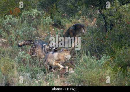 Unione lupo (Canis lupus lupus) lupo europeo femmina alfa di insegnamento di una giovane maniere condizioni controllate Granada, Spagna Foto Stock