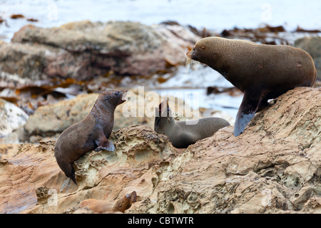 Hooker di leoni di mare Foto Stock