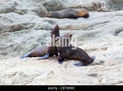 Hooker di leoni di mare Foto Stock