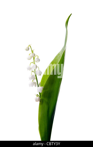 Ramoscelli di Lilly della valle isolata su sfondo bianco Foto Stock