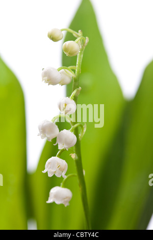 Ramoscelli di Lilly della valle isolata su sfondo bianco Foto Stock