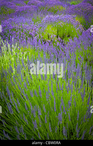 Campi di lavanda su San Juan Island nello stato di Washington di Puget Sound Foto Stock