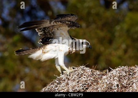 Falco pescatore - Pandion Haliaeetus Foto Stock