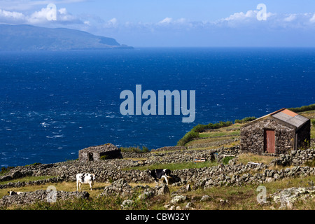 Flores visto dall'isola del Corvo, il più piccolo e isolato isole delle Azzorre. Le mucche al pascolo Foto Stock