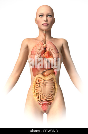 Corpo di donna con organi interni sovrapposti. Con percorso di clipping incluso. Immagine di anatomia. Foto Stock