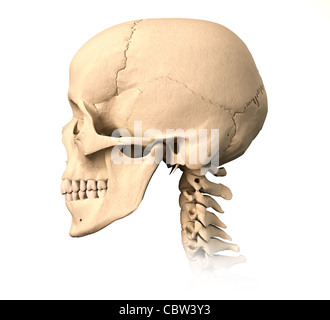 Molto dettagliata e scientificamente corretta teschio umano. vista laterale, su sfondo bianco. Immagine di anatomia. Foto Stock