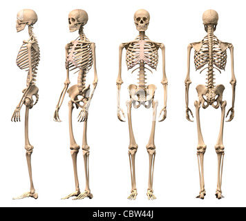 Maschio dello scheletro umano, quattro viste, anteriore, posteriore, laterale e prospettiva. Scientificamente corretta, realistiche del rendering 3D. Clippi Foto Stock
