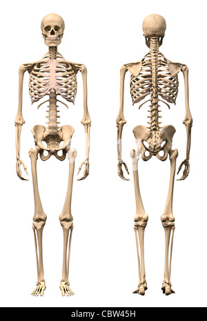 Maschio dello scheletro umano, due viste frontali e posteriori. Scientificamente corretta, realistiche del rendering 3D. Percorso di clipping incluso. Foto Stock