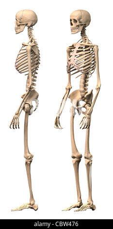 Maschio dello scheletro umano, due viste laterali e prospettiva. Scientificamente corretta, realistiche del rendering 3D. Percorso di clipping ch. Foto Stock