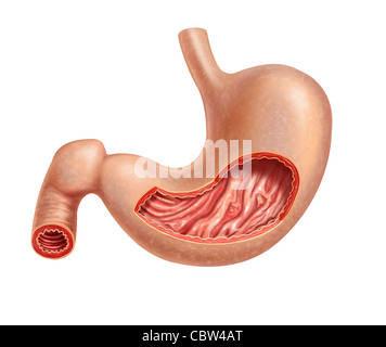 Lo stomaco umano sezione trasversale. 2 D'illustrazione digitale, su sfondo bianco con percorso di clipping. Foto Stock