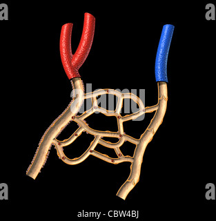 Human vene e arterie diagramma in sezione, su sfondo nero, con percorso di clipping. Foto Stock