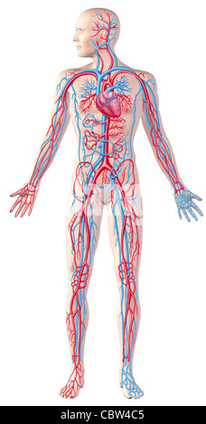 Umano sistema circolatorio, figura intera, spaccato anatomia illustrazione, con percorso di clipping incluso. Foto Stock