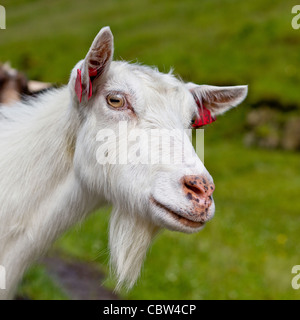 La Capra, Vatnedalen, Norvegia Foto Stock