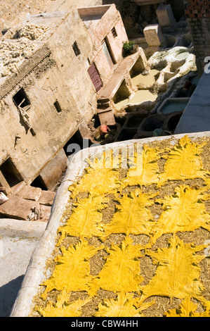 Pelle pelli di essiccazione al sole presso le concerie di Fez, Marocco settentrionale Foto Stock