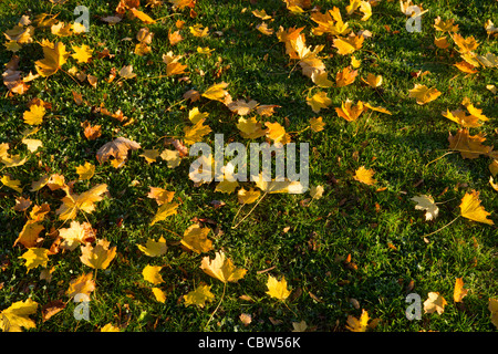 L'autunno. La mattina presto la luce del sole sulle foglie che sono caduti a terra da una Norvegia acero, England, Regno Unito Foto Stock