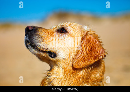 Bell esemplare del cane di razza Golden Retriever Foto Stock